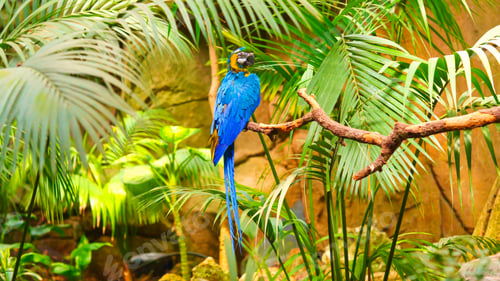 Preview: Blue and yellow macaw perching in dense jungle foliage