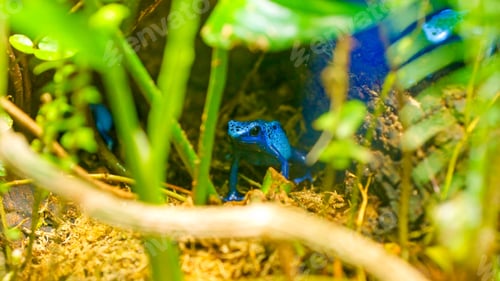 Preview: Blue poison dart frog finding shelter in lush green foliage