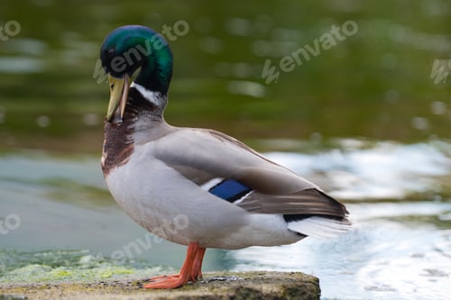 Preview: Wild mallard duck standing