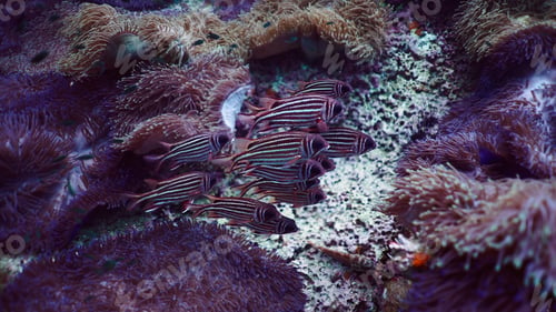 Preview: School of squirrelfish swimming near colorful sea anemones on a coral reef