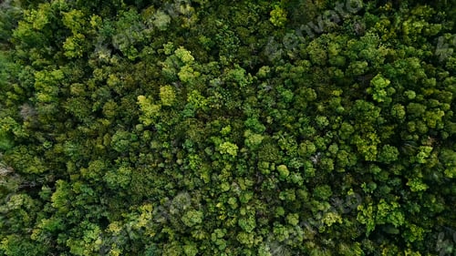 Preview: Dense tropical forest canopy top view with vibrant green trees and lush foliage