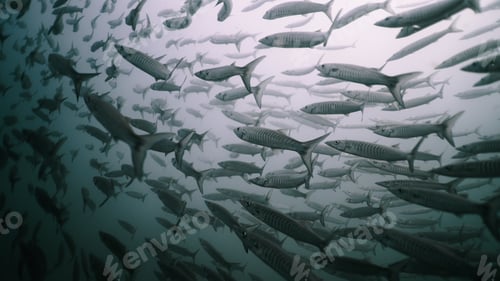Preview: School of barracuda swimming together underwater, creating a dynamic wildlife scene