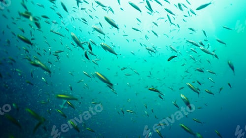 Preview: School of fish swimming together in blue ocean water, marine life habitat