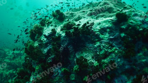 Preview: Long spined sea urchin hiding on coral reef with many fish swimming above