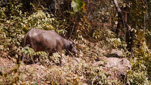 Preview: Wild water buffalo standing in dense jungle foliage on a sunny day