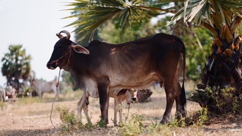 Preview: Mother cow with young calf standing under palm tree for shade on farm