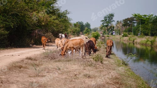 Preview: Herd of cows grazing by a tranquil water canal in a rural landscape