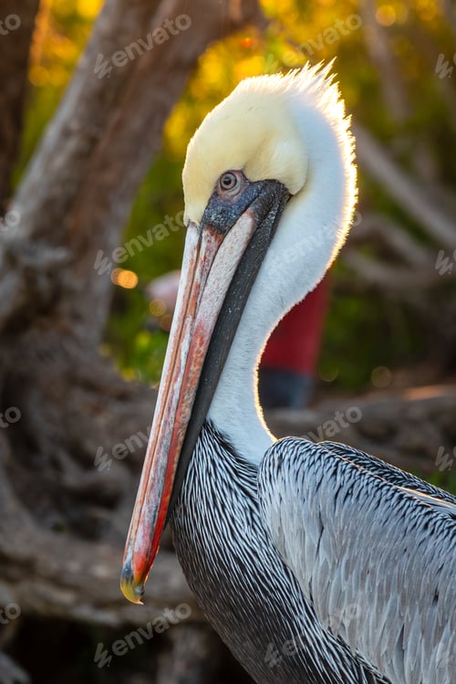 Preview: A pelican backlit as the sun goes down