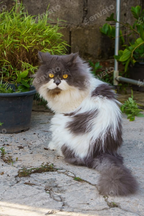 Preview: Perched Munchkin cat on concrete floor