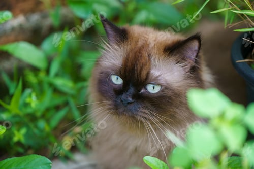 Preview: Persian cat sitting in front of the fence.