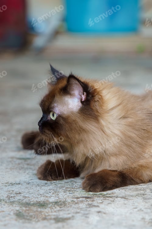 Preview: Perched Munchkin cat on concrete floor