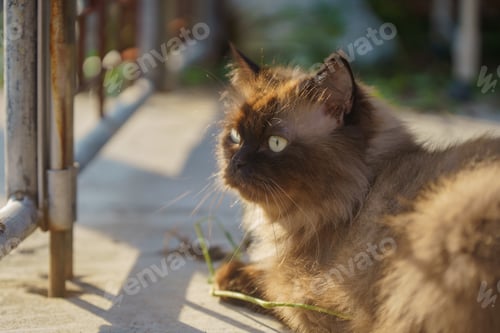Preview: Perched Munchkin cat on concrete floor