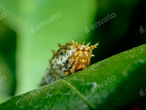 Preview: Close up green caterpillar butterfly with on blur background