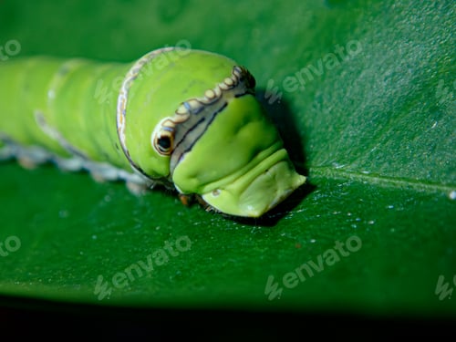Preview: Close up green caterpillar butterfly with on blur background