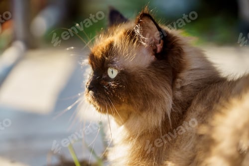 Preview: Perched Munchkin cat on concrete floor