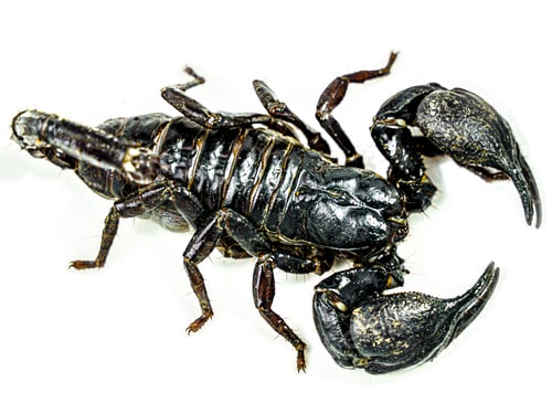 Preview: Scorpion Isolated on White Background With Detailed Texture