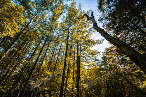 Preview: Forest tree sunlight canopy nature sky in dense woodland with tall trunk view