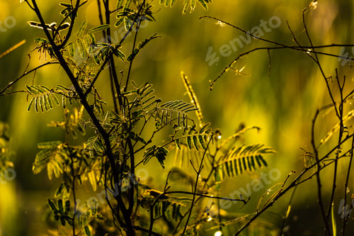 Preview: Foliage branch leaf nature golden sunlight on delicate wild plant branch