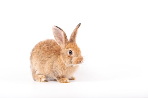 Preview: Rabbit on white background