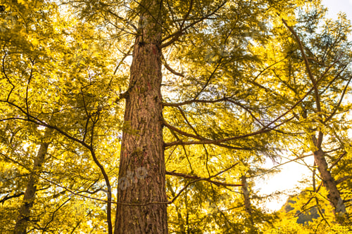 Preview: Tree forest autumn foliage canopy tall tree trunk under golden autumn forest canopy