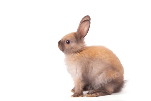Preview: Young brown rabbit, isolated on white background