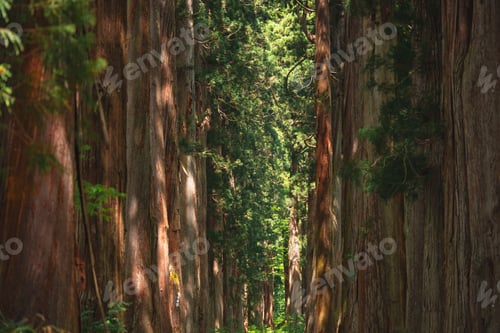 Preview: Redwood forest tree trunk nature sunlight woodland path through tall evergreen grove