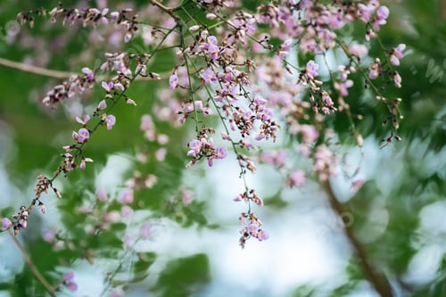 Preview: Pink flower branch tree green blossom with soft nature background