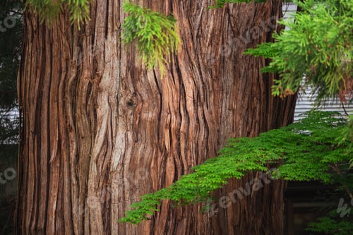Preview: Tree bark evergreen branch forest texture green foliage on large trunk