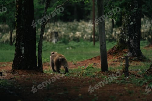Preview: Brown bear forest path woodland tree, cub walking through green habitat