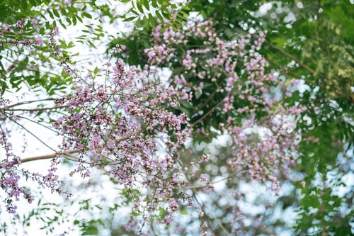 Preview: Pink flower tree blossom leaf branch nature floral Pink flower tree blossom among green leaf