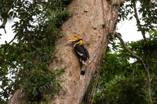 Preview: Great hornbill, bird, tree, forest, wildlife perched on trunk in tropical jungle