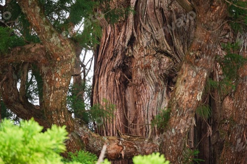 Preview: Tree bark trunk branch forest close view of old textured tree with green foliage