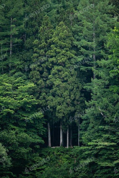 Preview: Forest tree evergreen foliage green woodland nature dense forest conifer trunk forest tree