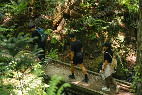 Preview: Hiker forest trail fern backpack group on wooden path in lush green woodland