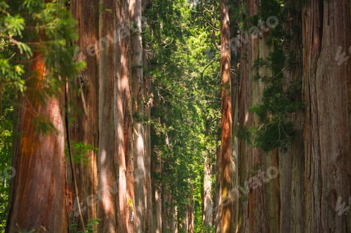 Preview: Forest tree trunk woodland nature tall green sunlight forest tree trunk woodland nature with