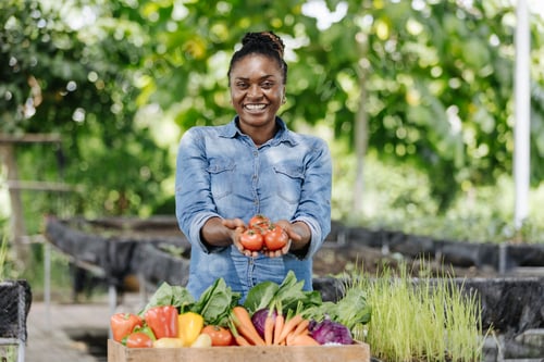 Preview: women african american smiling holding fresh tomatoes in greenhouse nursery. Female farmer harvest p