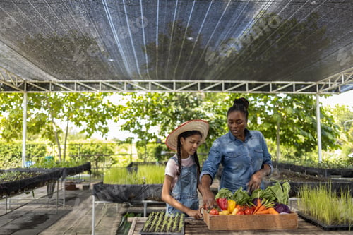 Preview: Happy African American woman and girl working together on an organic farm, harvesting fresh vegetabl