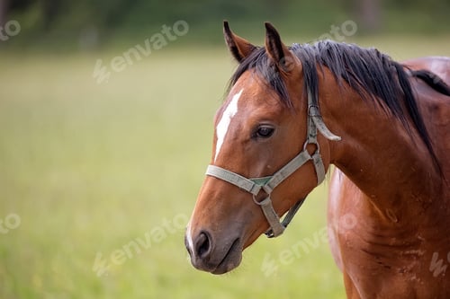 Preview: Brown horse a portrait