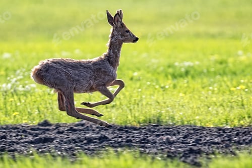 Preview: Buck deer in the run