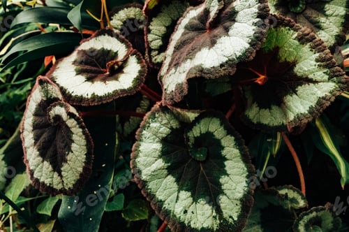 Preview: Beautiful view of fantasy begonia plant in the garden.