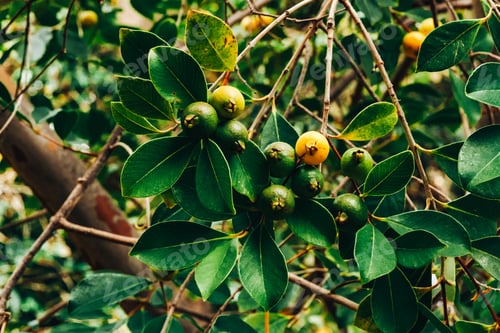 Preview: Beautiful horizontal view of a branch with guava fruits in the garden.