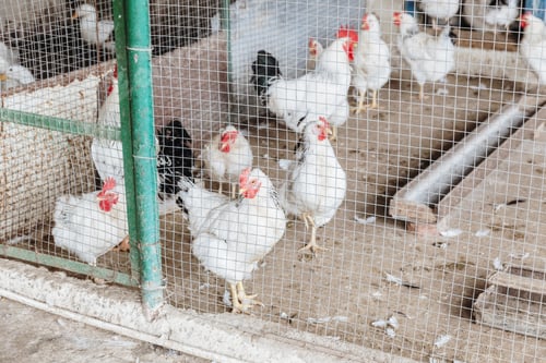 Preview: Resting hens and roosters behind a mesh fence.