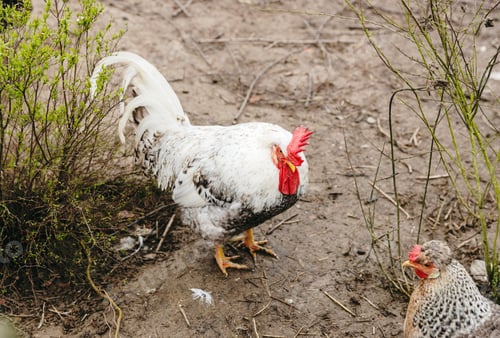 Preview: Portrait of a rooster with a hen resting in the fresh air.