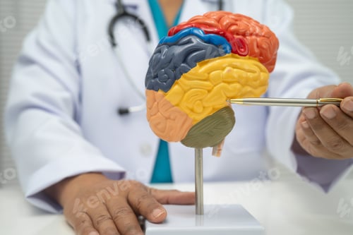 Preview: Asian doctor holding brain anatomy model.