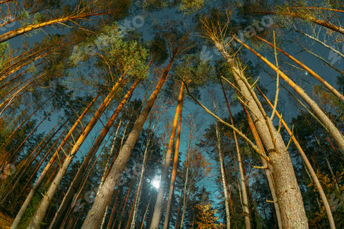 Preview: Looking Up at Tall Pine Trees and Starry Night Sky