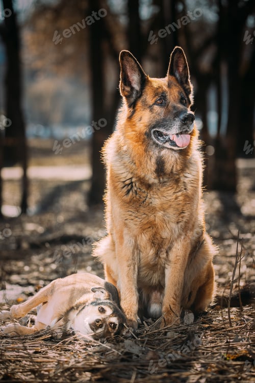 Preview: Alsatian Wolf Dog Or Black German Shepherd Sit On Dry Grass In Autumn Forest. Deutscher Playful...