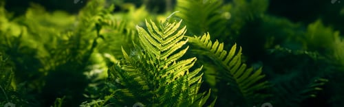 Preview: Beautyful ferns leaves green foliage natural floral fern background in sunlight