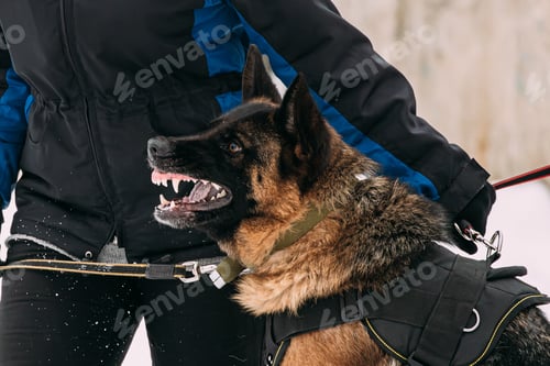Preview: Training Of Purebred German Shepherd Adult Dog Or Alsatian Wolf Attack And Defence