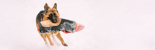 Preview: German Shepherd Dog Holding Training Sleeve In Jaws. Winter Season Of Purebred Adult Alsatian Wolf