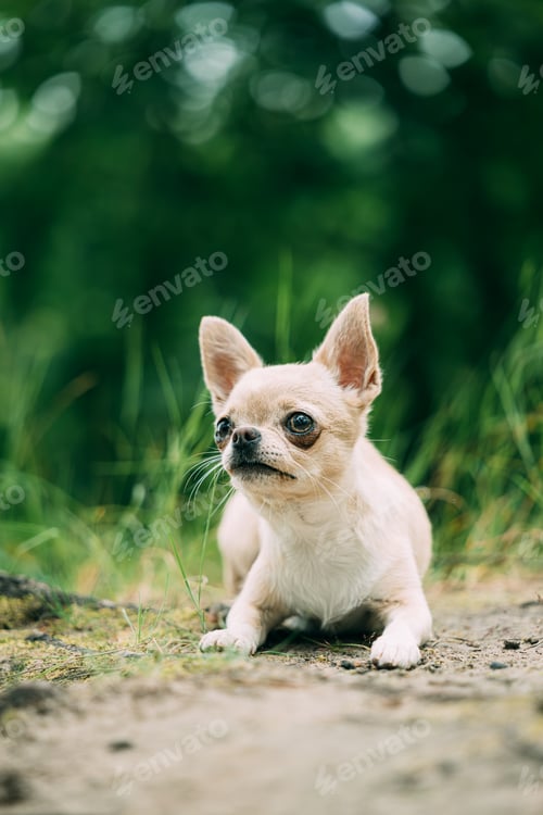 Preview: Cream Chihuahua Close-up Sitting in Grass Garden Portrait